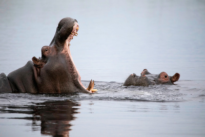 Hippos - Afrikas Flussgiganten