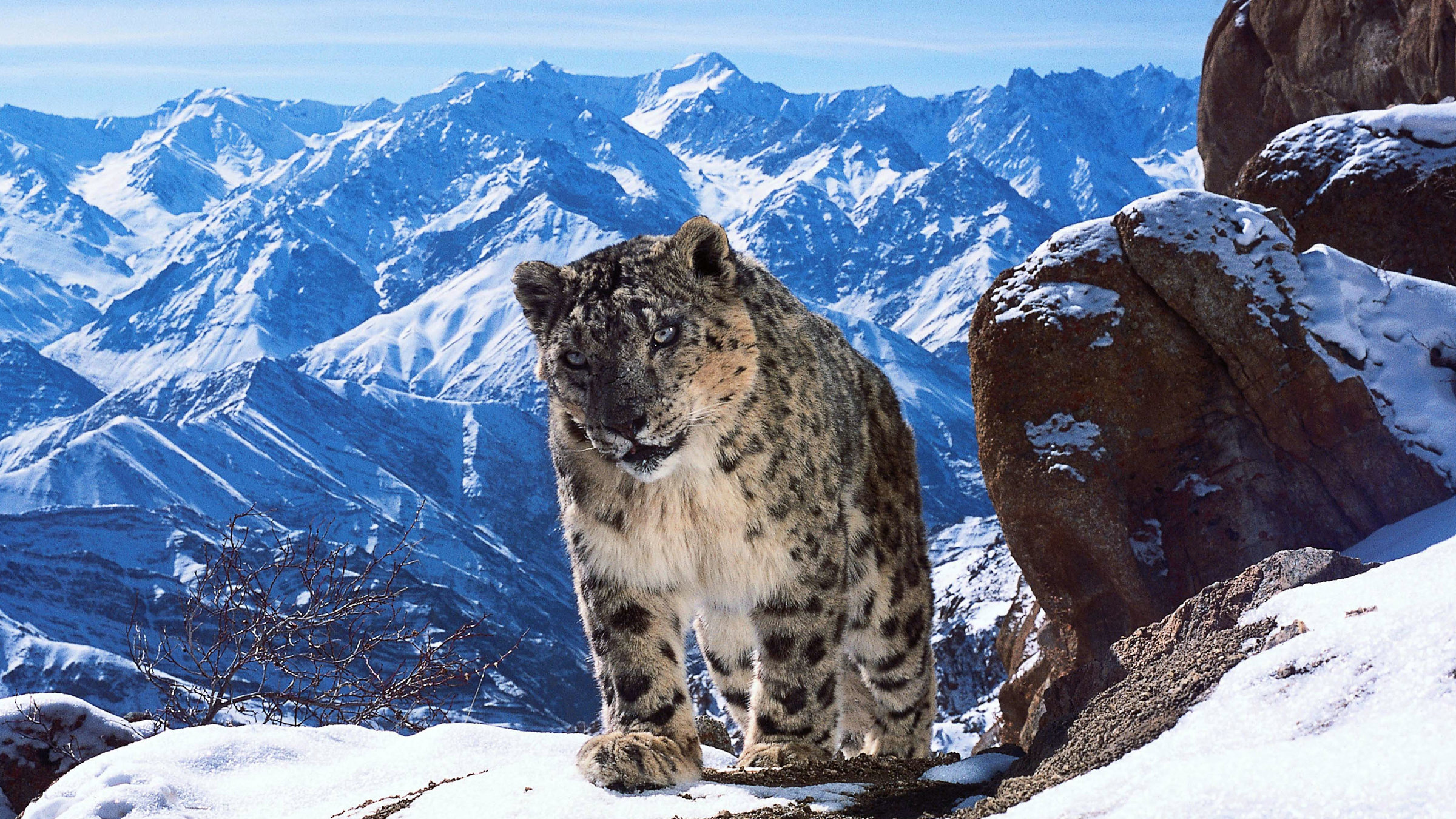 "Terra X: Eine Erde - viele Welten: Berge": Schneeleopard auf schneebedecktem Fels mit Bergkulisse im Hintergrund.