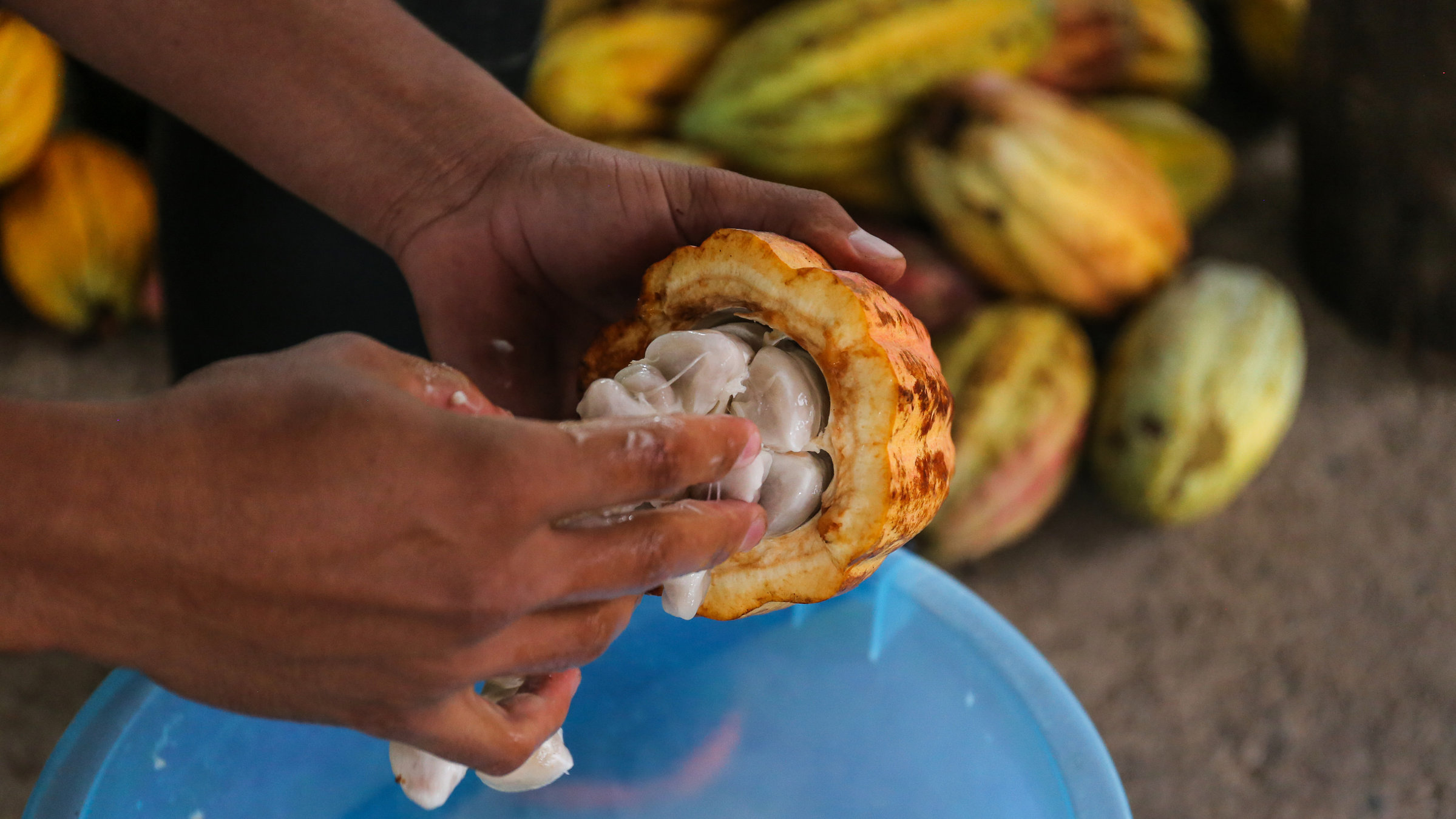 "Schutzprojekt Erde": Großaufnahme: In einer Hand liegt eine aufgeschlagene Kakaoschote, die andere pult weißlich umhüllte Kakaobohnen heraus in einen blauen Plastikeimer.