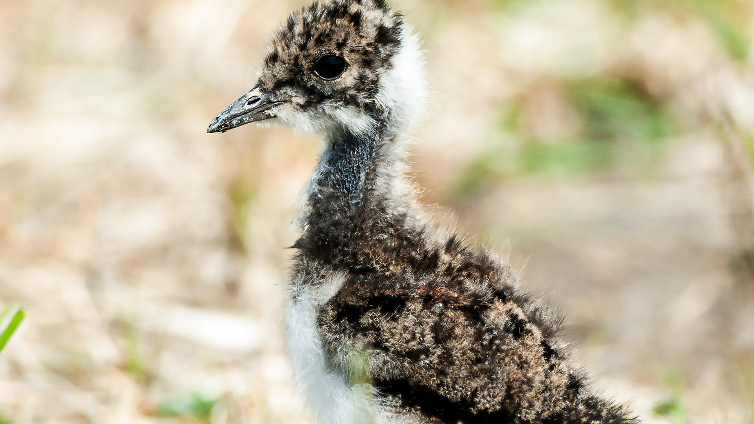 "Frühlingsluft und Kiebitz-Küken": Kiebitz-Küken.