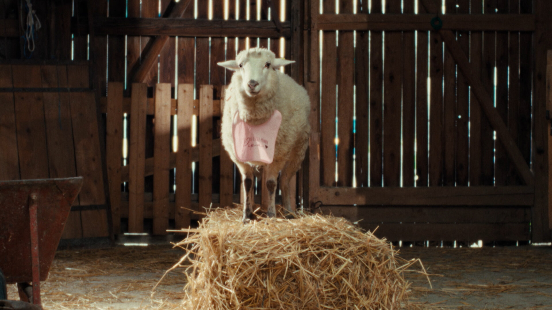 "SHEEP - Eine unbequeme Wahrheit": Schaf Oliver trägt ein rosa Lätzchen und steht auf einem Heuballen im Stall.