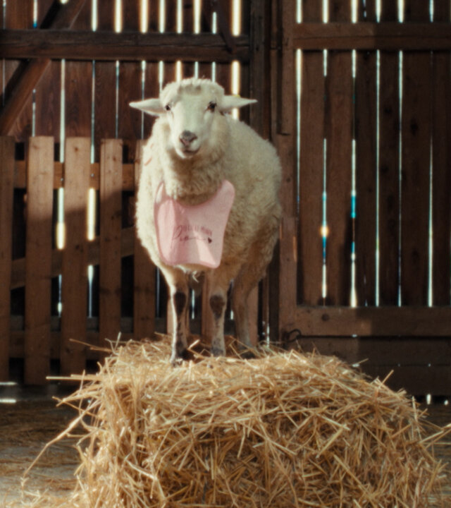 "SHEEP - Eine unbequeme Wahrheit": Schaf Oliver trägt ein rosa Lätzchen und steht auf einem Heuballen im Stall.