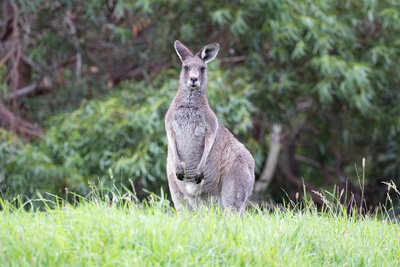Australiens Südosten - Von Sydney nach Melbourne