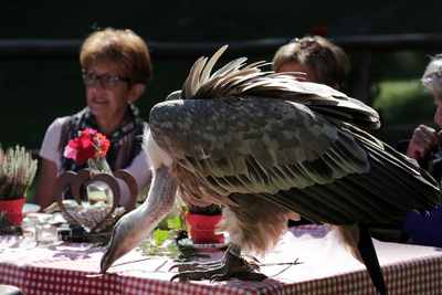 Unter Wölfen, Bären und Geiern - Ein Jahr im Wildpark Mautern