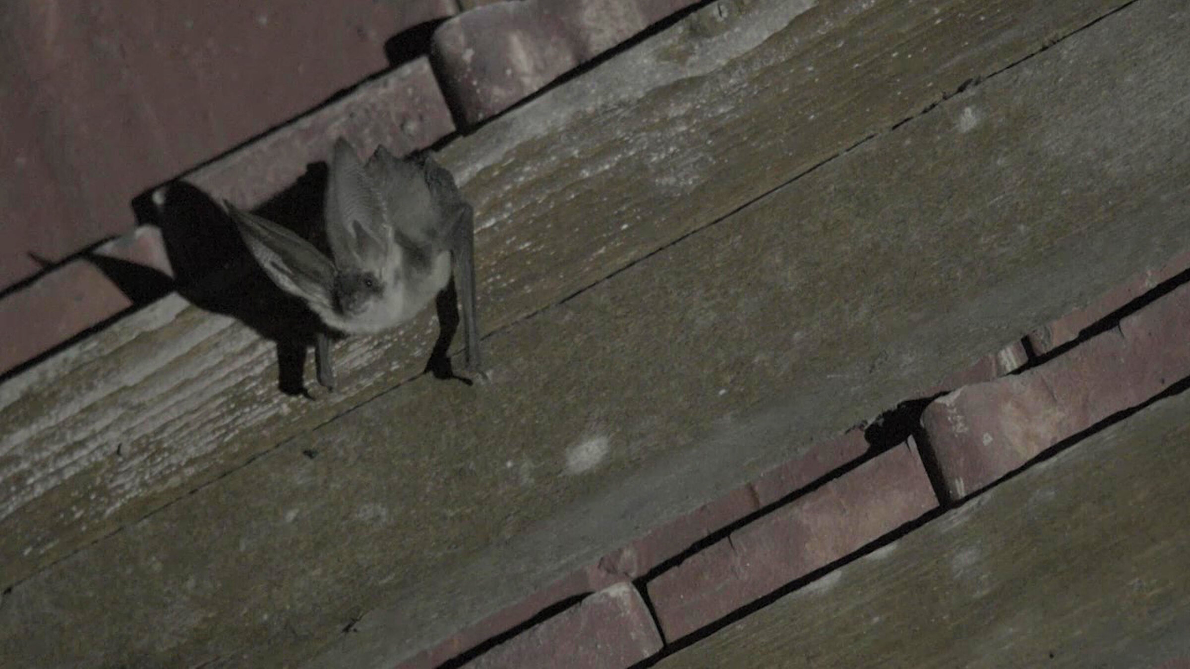 "Das Graue Langohr – Winzling im Kitzinger Land":