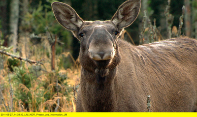 Wildes Skandinavien: Schweden