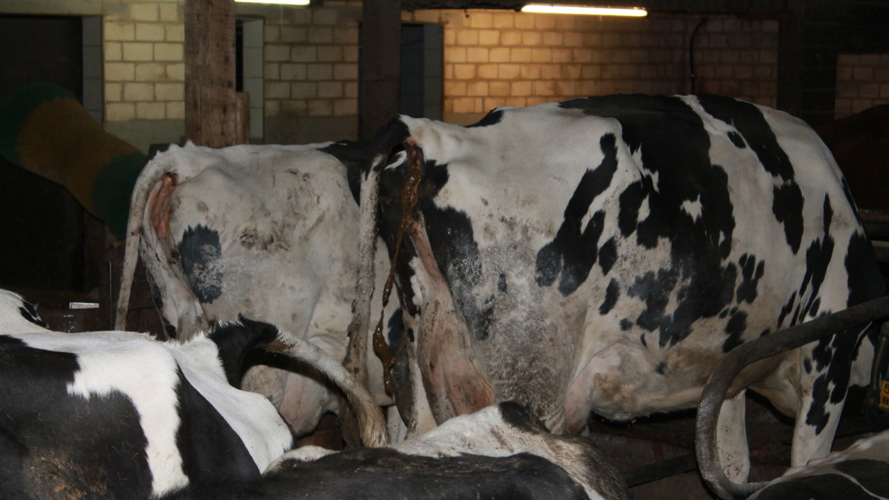 planet Der Irrsinn mit der Gülle