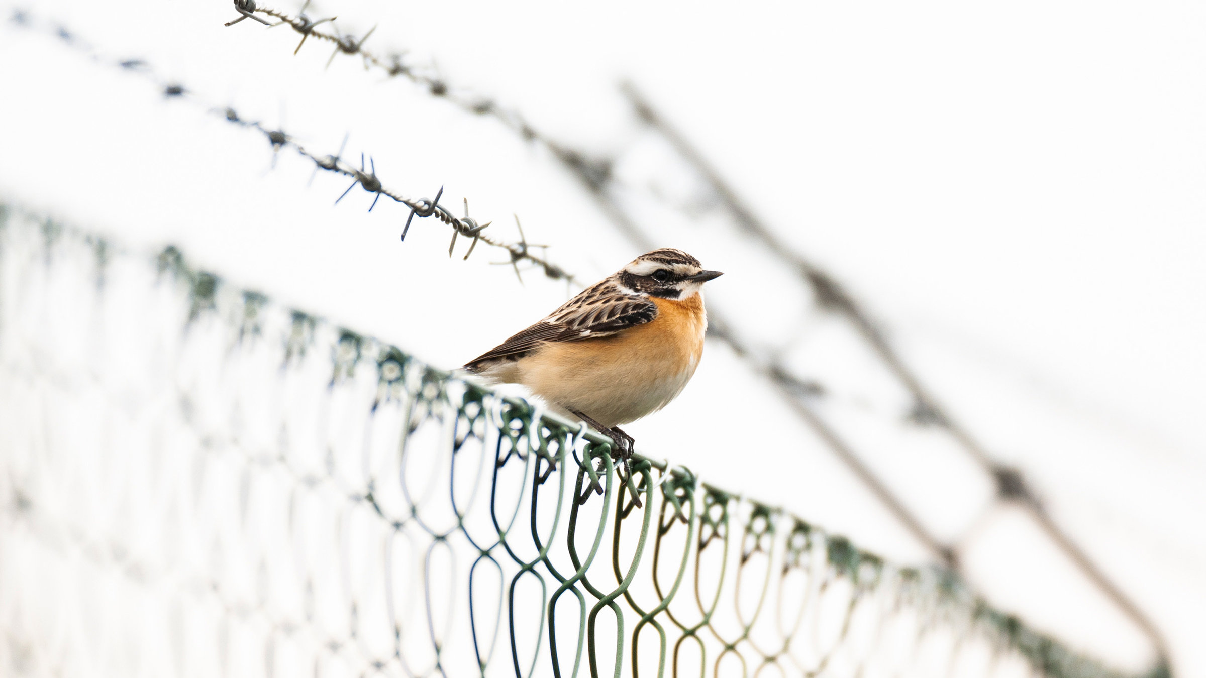 "Braunkehlchen, Kiebitz & Kaiseradler - wie retten wir Österreichs Vogelwelt?": Ein Braunkehlchen sitzt auf einem Drahtzaum.