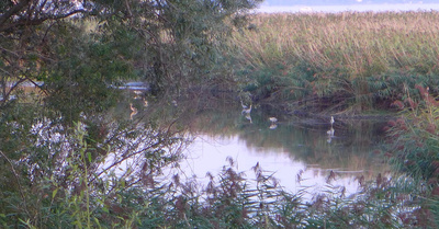 Wildnis am Lago Maggiore
