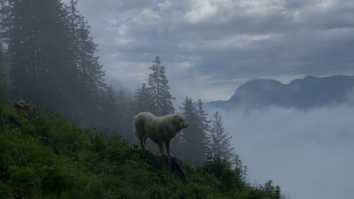 Schweizer Hundegeschichten: Herdenschutzhunde -<br/>Die alpinen Beschützer gegen Wolf & Co.