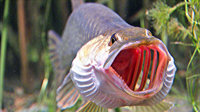 Wörthersee - Bühne für Tier und Mensch