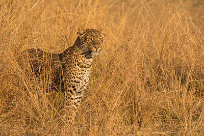 Olimba - Königin der Leoparden