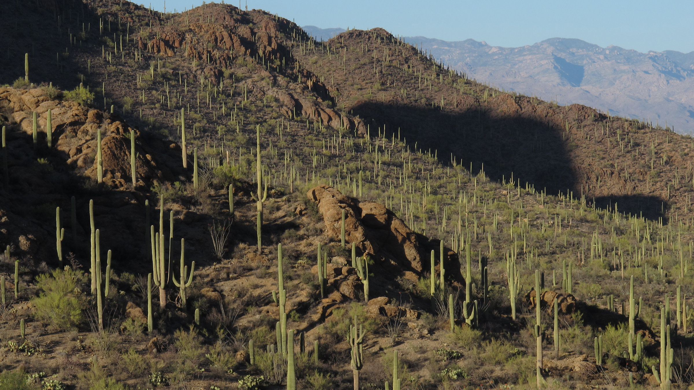 "Amerikas Naturwunder - Die Saguarowüste": In manchen Gegenden, wie den Tucson Mountains, stehen die Saguaro Kakteen fast so nah beieinander wie in einem Wald.
