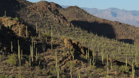 Amerikas Naturwunder - Die Saguarowüste