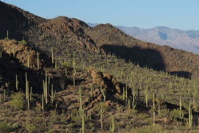 Amerikas Naturwunder - Die Saguarowüste