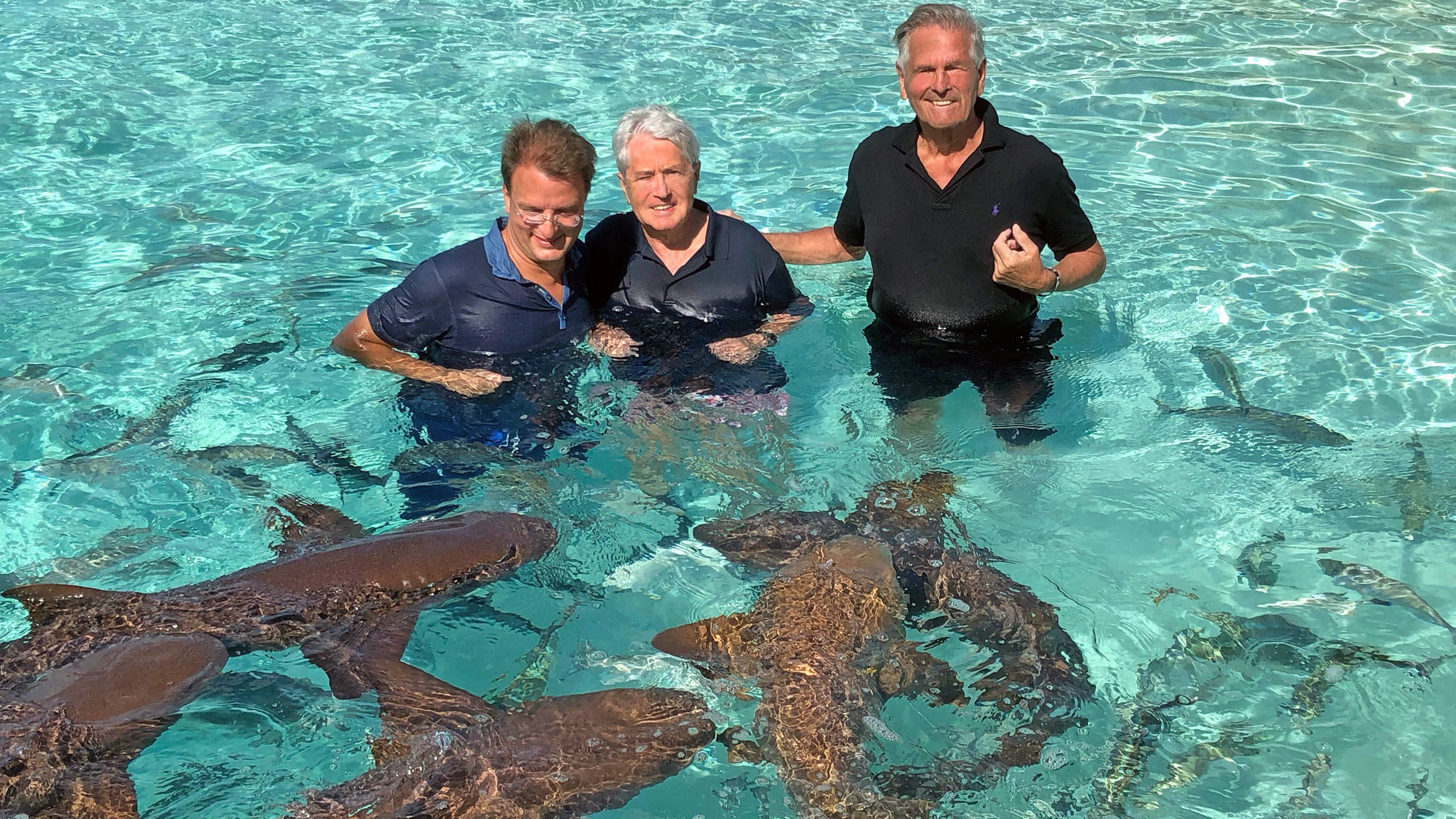 "Elstners Reisen - Die Retter der Haie": Mutig: Ohne Schutz schwimmen Matthias Reinschmidt, Frank Elstner und Baron von Kerckerinck mit den Ammenhaien auf den Bahamas.