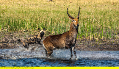 Naturwunder Okawango (2/3)