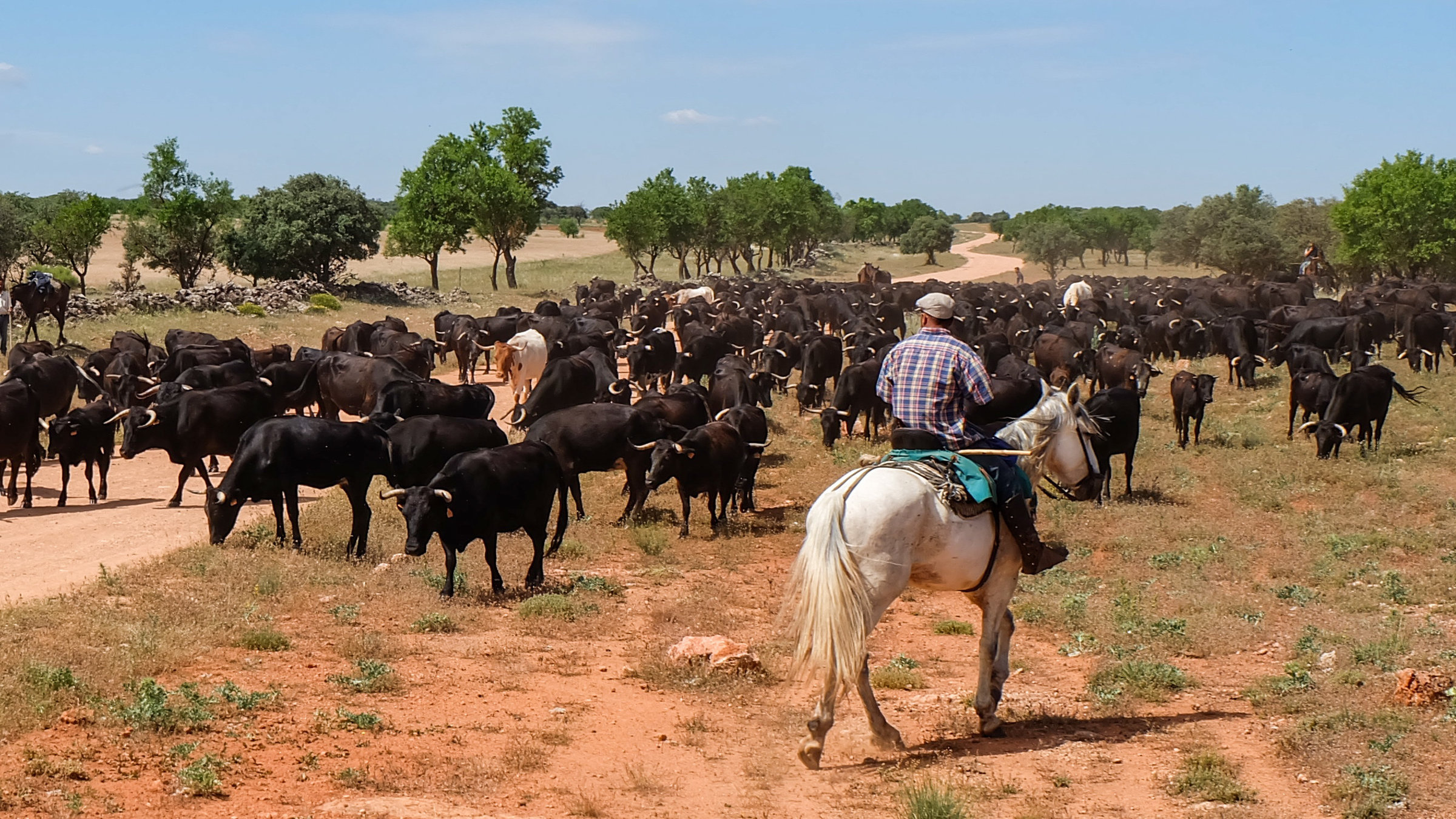 "Europas letzte Nomaden": Vaquero (Cowboy) vor Herde. Cañada real (Triftweg) im Hintergrund gut sichtbar. Die Cañada heißt hier Ruta de Don Quijote.