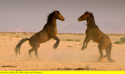 Die Wüstenpferde Namibias - Afrikas wilder Westen