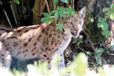 Die Raubkatzen von Herberstein