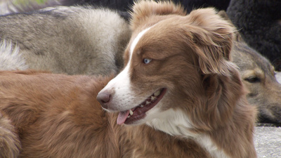 Auf den Hund gekommen - Der Vorarlberger<br/>zweitliebstes Haustier