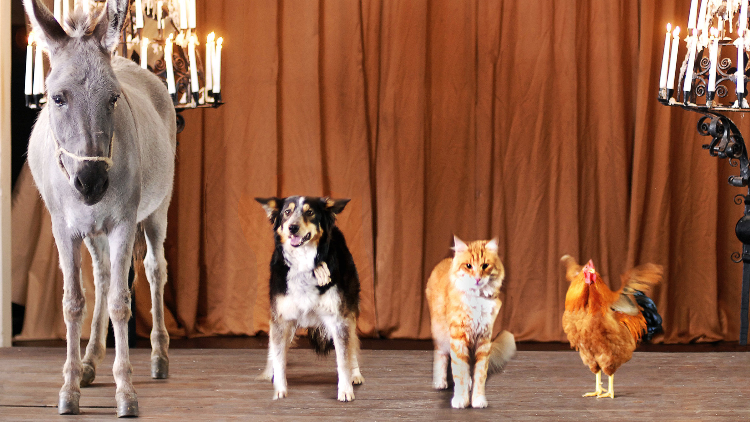 "Die Bremer Stadtmusikanten": Esel, Hund, Katze und Hahn als "Bremer Stadtmusikanten" aus dem gleichnamigen Märchen der Gebrüder Grimm
