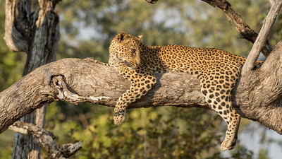 Malika jagt - Abenteuer einer Leopardin