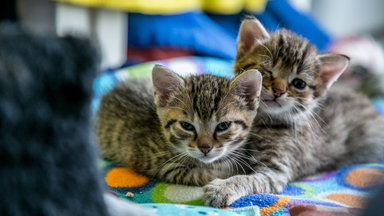 Planet E. - Killer Oder Kuscheltier? Katzen Im Fokus