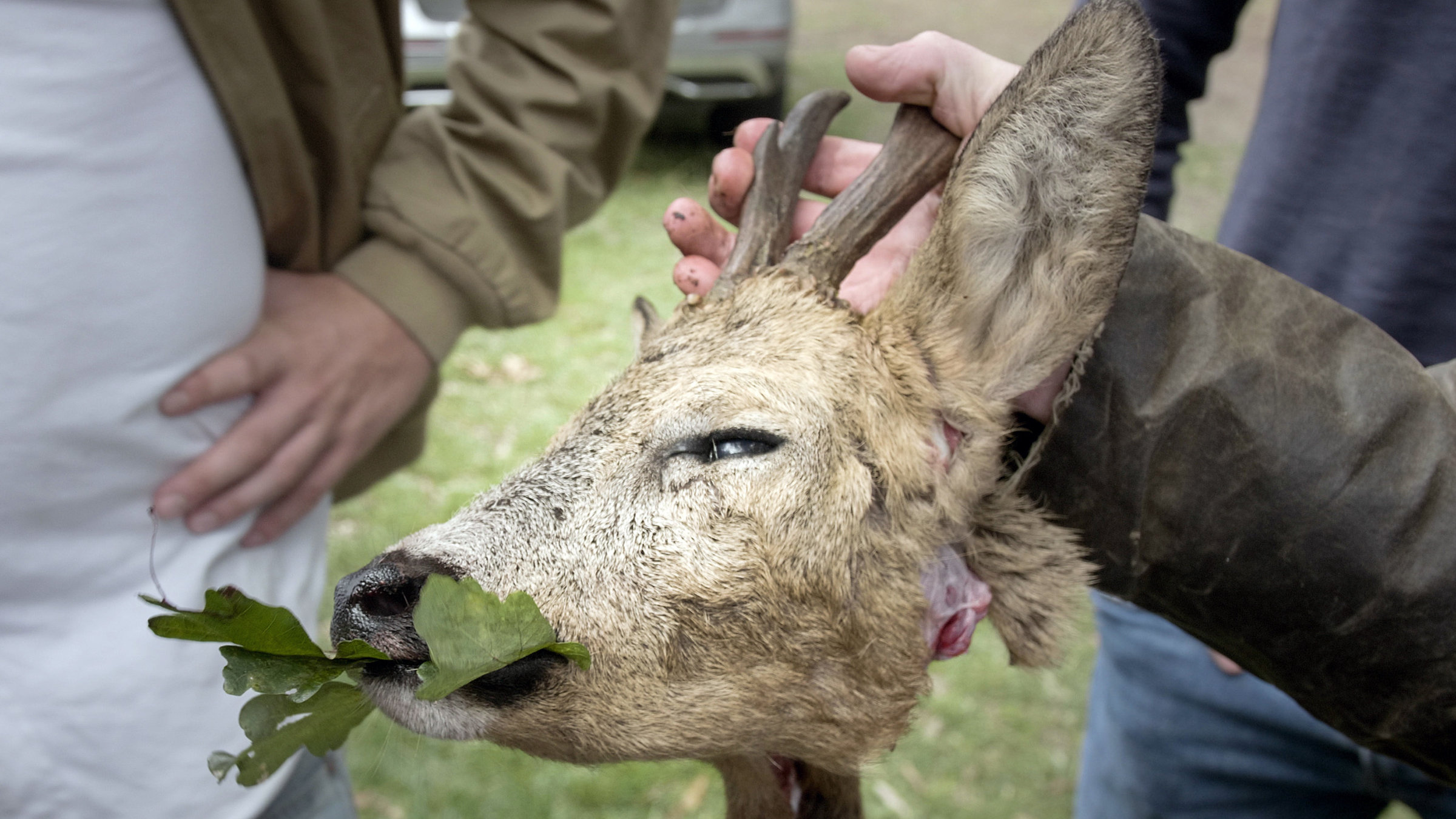 "Rabiat: Auf der Jagd": Rehbock nach Zerwirken