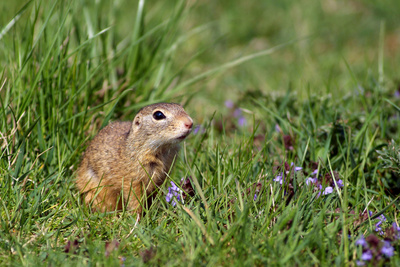 Fluss ohne Grenzen - Auenwildnis an der March