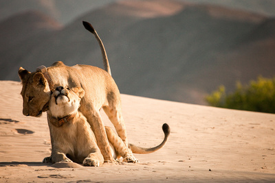 Wüstenkönige - Die Löwen der Namib