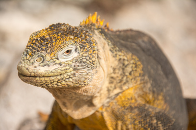 Galapagos (1/2)