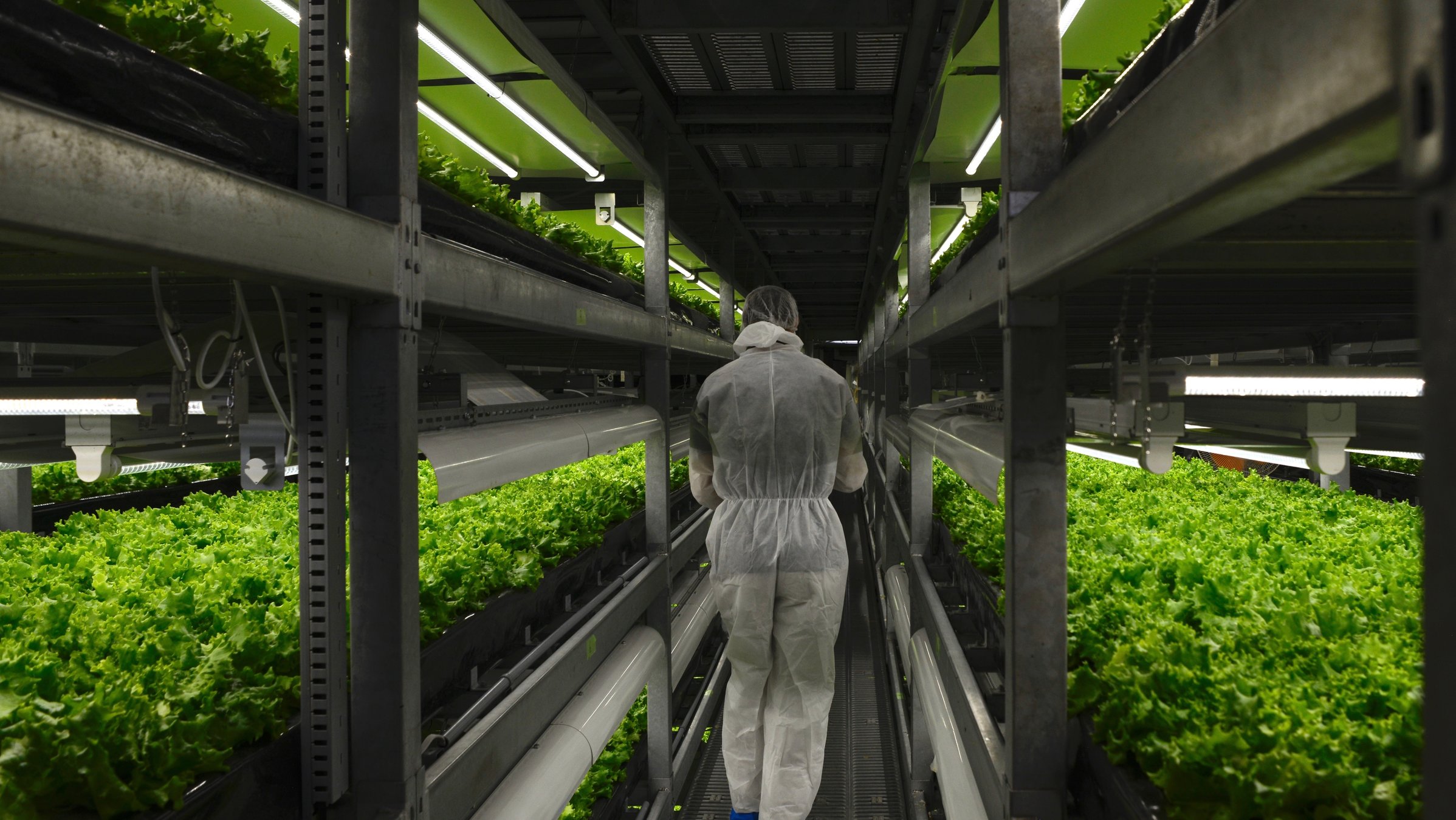 "planet e.: Wenn die Nahrung knapp wird - Hightech-Farmen für die Zukunft": Salatanbau in Regalen.