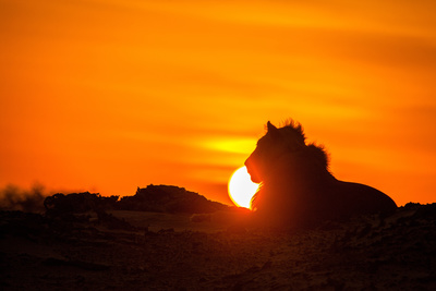 Die Wüstenlöwen der Namib - Aufbruch und Wiederkehr