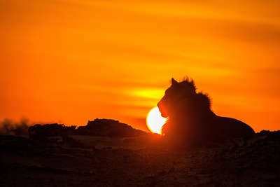 Die Wüstenlöwen der Namib - Aufbruch<br/>und Wiederkehr