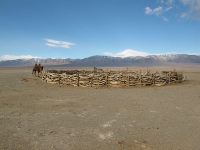 Wüstenschiffe: Von Kamelen und Menschen