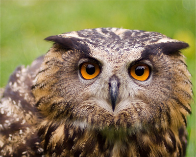 Der Flug der Eule