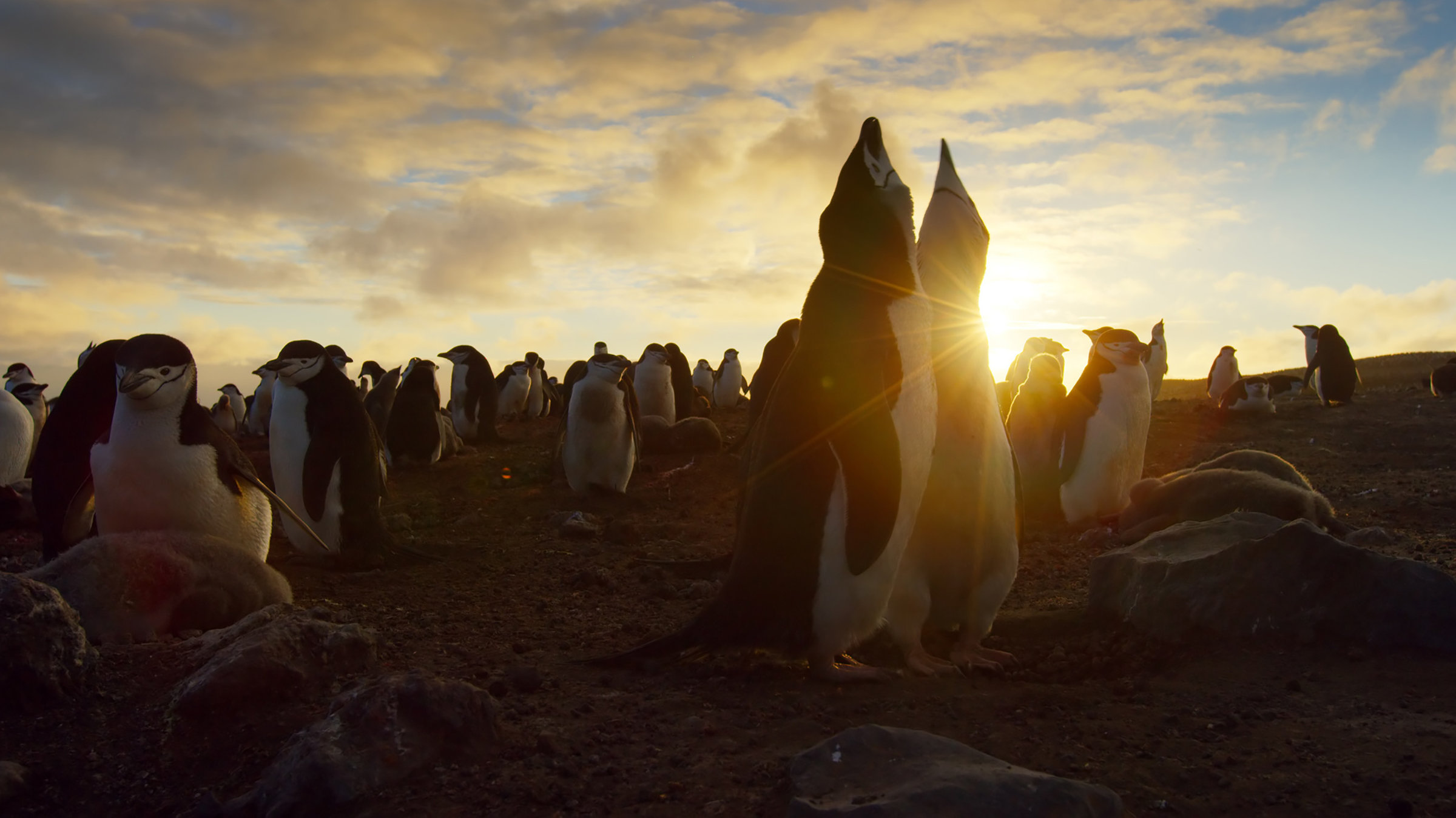 "Terra X: Eine Erde - viele Welten: Inseln": Kehlstreifpinguin-Brutkolonie im Sonnenuntergang. Zwei Pinguine im Vordergrund recken die Köpfe in den Himmel.