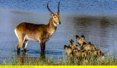 Naturwunder Okawango (2/3)