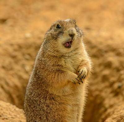 Tierische Superhelden (2/6)