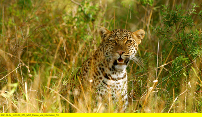 Die Leopardin (2/2)