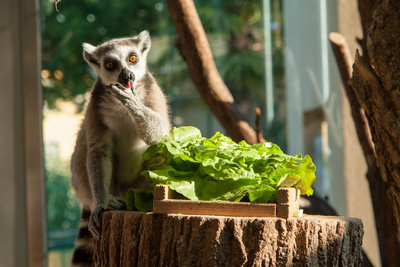 Schönbrunner Tiergeschichten - Leben im Zoo