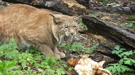 60 Jahre Wildpark Feldkirch