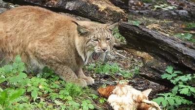 60 Jahre Wildpark Feldkirch