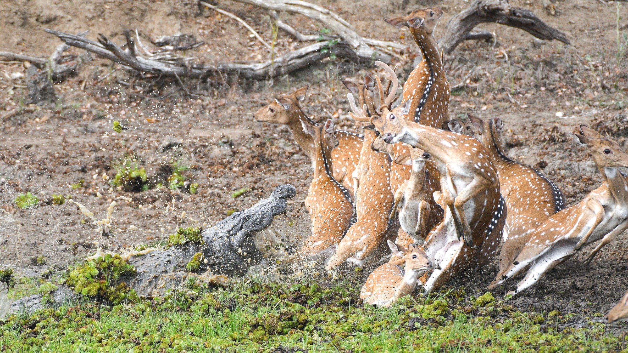 "Terra X: Unsere Erde III - Von Sumpfmonstern und Zombiefischen": Ein Sumpfkrokodil greift Herde von Axishirschen an. (Drehort Yala Park, Sri Lanka)