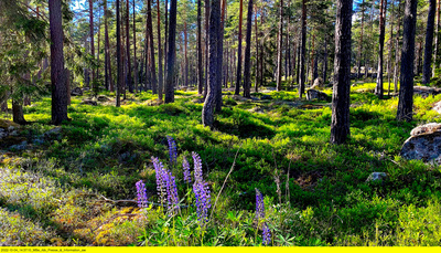 50 Gründe, Südschweden zu lieben