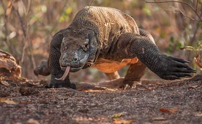 MEGA - Die Giganten der Tierwelt