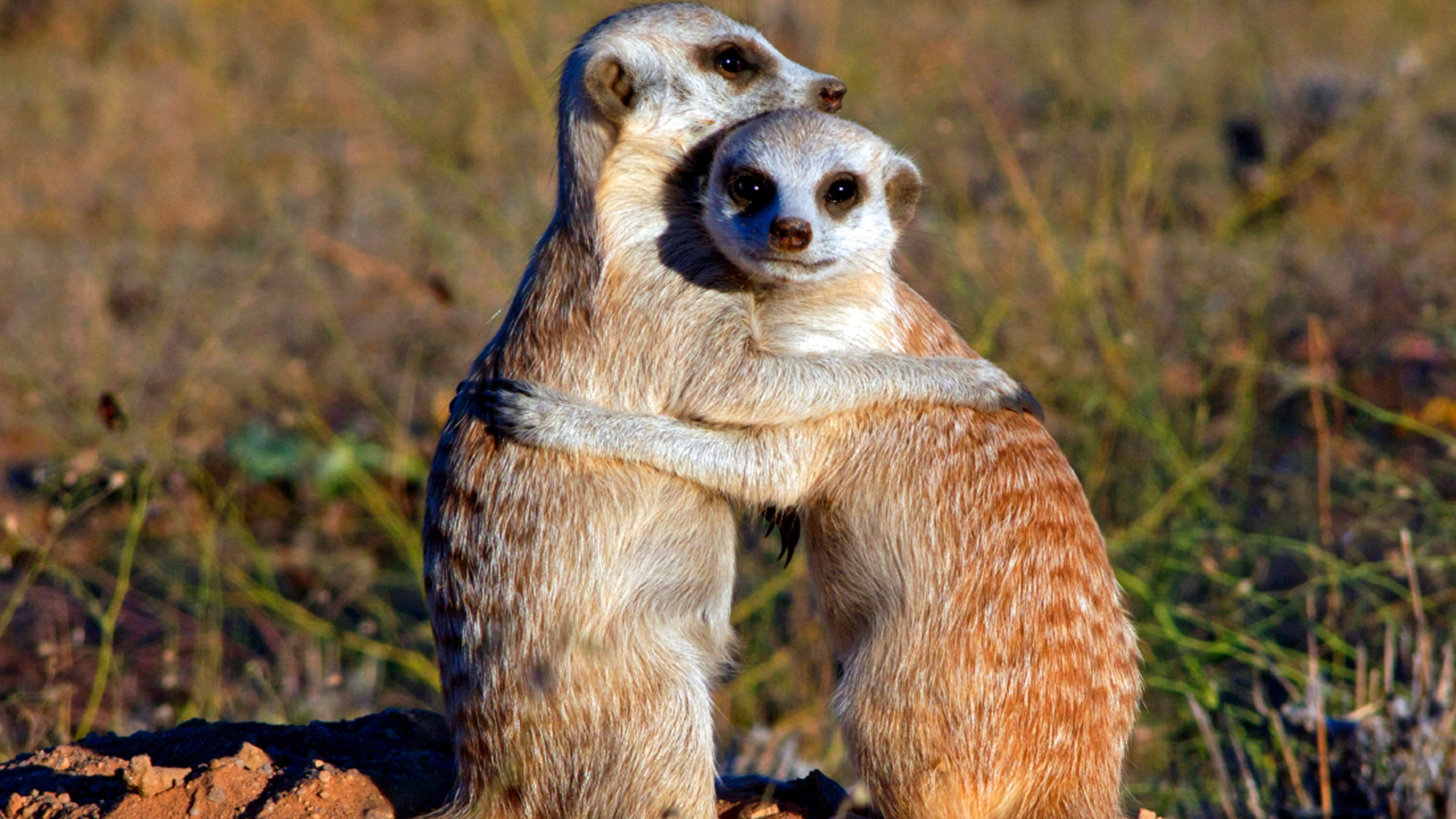 "Erdmännchen - Ein unschlagbares Team": Die kleinen Erdmännchen sind völlig erschöpft von ihrem anstrengenden Erkundungsgang. Schon 12 Wochen nach ihrer Geburt werden sie sich selbst versorgen können.