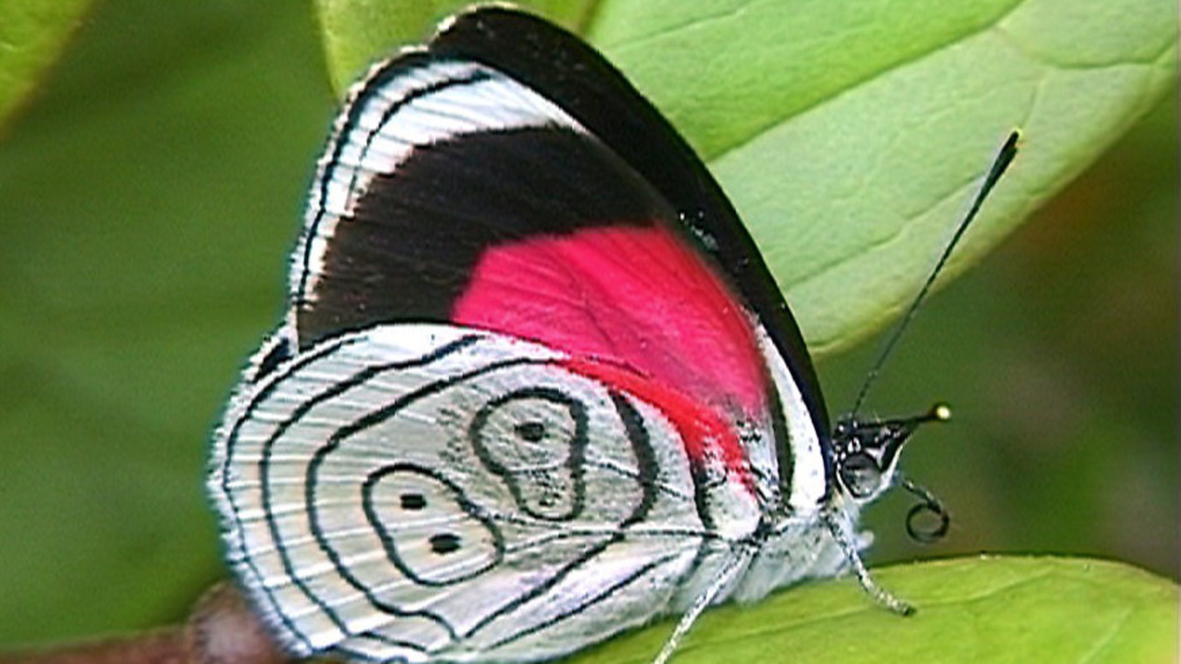 Einer der vielen prächtigen Schmetterlinge der Karibikinsel Trinidad. "Neunundachtzig" nennen ihn die Einheimischen wegen der Zeichnung auf der Flügelunterseite.
