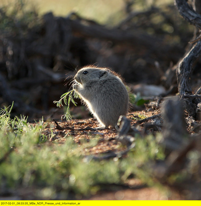 Wildes Südafrika - Wo die Wüste blüht